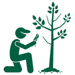Electric Lawn Victoria BC - Lawn Care - Seasonal Pruning